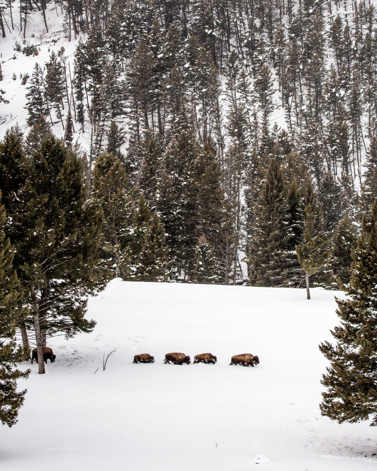 Yellowstone National Park